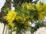 Mimosa.JPG