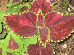plantas 012.jpg