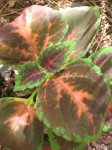 plantas 041.jpg