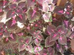 plantas 042.jpg