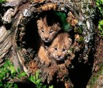 Cuccioli%20di%20lince.jpg