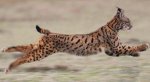 lince.JPG