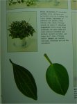 peperomia.jpg