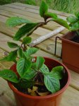 Dsc03801.jpg