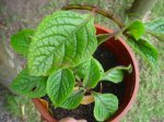 Dsc03802.jpg
