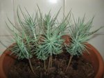 pinus pinnea avance2.JPG