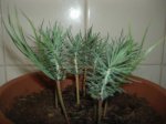 pinus pinnea avance2 (1).JPG