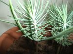 pinus pinnea avance2 (3).JPG