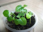 ficus carica advance3.JPG