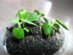 ficus carica advance3 (1).JPG