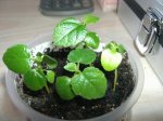 ficus carica advance3 (2).JPG