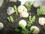 planta acera 2.JPG
