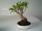 1º transplante Feb.2007.JPG