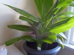 mami_plant_pictures 001.jpg