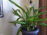 mami_plant_pictures 002.jpg