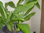 mami_plant_pictures 003.jpg