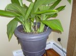 mami_plant_pictures 004.jpg