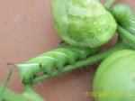 gusano en tomatera.jpg