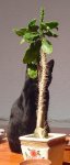 opuntia.jpg