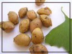 Ginkgo.jpg