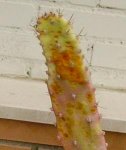 opuntia_recorte.JPG