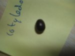 sem.JPG