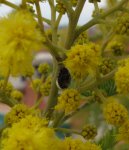 Copia de mimosa 2.2007 005.jpg