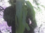 18-02-07_1150.jpg
