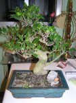 Bonsai.jpg
