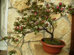 azalea roja cascada.jpg