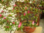 azalea de lado.jpg