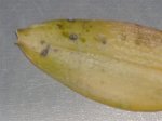 HPIM0137 (Small).JPG
