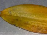 HPIM0141 (Small).JPG