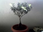 foto bonsai.jpg