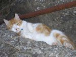 pets 02130x30.JPG