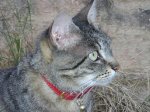 pets 03330x30.JPG