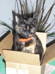 pets 04630x30.JPG