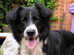 pets 01130x30.JPG