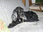 pets 00730x30.JPG