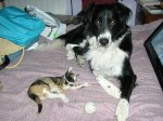 pets 03030x30.JPG