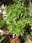 17 Aeonium arboreum .jpg