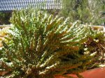 Euphorbia Caput-Medusae 700.jpg