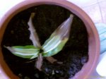 IMAGE_00018.jpg