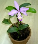 Cattleya.jpg