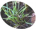 Laelia lundii.jpg