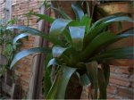 DRACENA DEREMIS, bromelia,nidularium.jpg