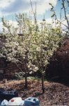 GOODDAYS TREE 2.JPG