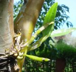 orquidea.jpg