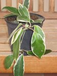 plantas 080.jpg