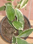 plantas 082.jpg